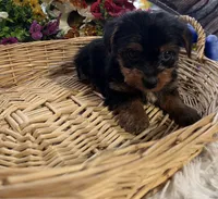 AKC  Max teacuo, a male Yorkshire Terrier for sale in Elgin, SC – Photo 4 of 4