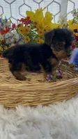 AKC  Max teacuo, a male Yorkshire Terrier for sale in Elgin, SC – Photo 2 of 4
