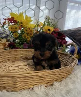 AKC  Max teacuo, a male Yorkshire Terrier for sale in Elgin, SC – Photo 3 of 4