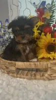 LIttle Harley, a male Yorkshire Terrier for sale in Elgin, SC – 2 of 5