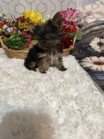 AKC Eddie, a male Yorkshire Terrier for sale in Elgin, SC – Photo 2 of 4