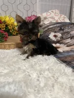 AKC Eddie, a male Yorkshire Terrier for sale in Elgin, SC – Photo 4 of 4