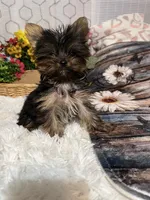AKC Eddie, a male Yorkshire Terrier for sale in Elgin, SC – Photo 3 of 4