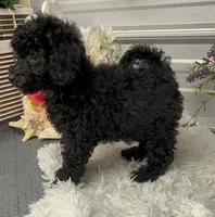 Maci Lynn, a female Poodle - Miniature  for sale in Elgin, SC – 4 of 7