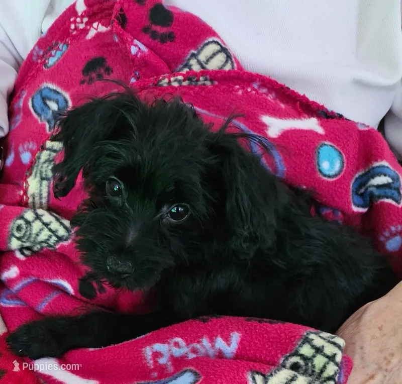 Oreo cookie – Yorkipoo puppy for sale in Elgin, SC