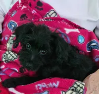 Oreo cookie, a male Yorkipoo for sale in Elgin, SC – 1 of 1