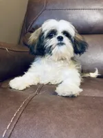 AKC small tricolor Nick, a male Shih Tzu for sale in Elgin, SC – Photo 5 of 5