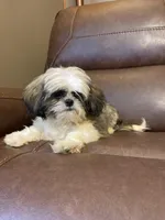 AKC small tricolor Nick, a male Shih Tzu for sale in Elgin, SC – Photo 3 of 5