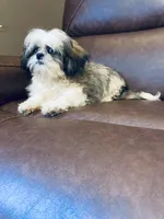 AKC small tricolor Nick, a male Shih Tzu for sale in Elgin, SC – Photo 1 of 5