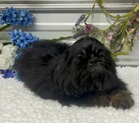 Duke, a male Shih Tzu for sale in Elgin, SC – 3 of 5