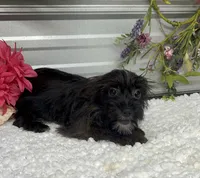 Ebony, a female Yorkshire Terrier and Poodle - Toy  for sale in Elgin, SC – 6 of 8