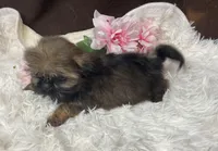 AKC Missy, a female Shih Tzu for sale in Elgin, SC – Photo 2 of 6