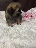 AKC Missy, a female Shih Tzu for sale in Elgin, SC – Photo 4 of 6