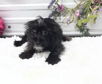 Ebony, a female Yorkshire Terrier and Poodle - Toy  for sale in Elgin, SC – 8 of 8