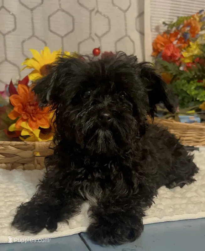 Lucy – Yorkipoo puppy for sale in Elgin, SC