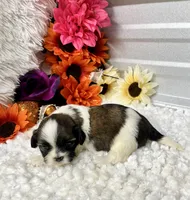Taffy, a female Shih Tzu for sale in Elgin, SC – 2 of 5