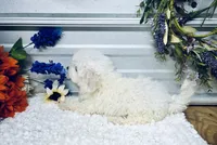 Frankie, a male Poodle - Miniature  for sale in Elgin, SC – 5 of 7