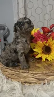 Molly, a female Poodle - Miniature  for sale in Elgin, SC – 9 of 9