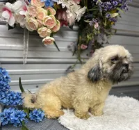 Trooper , a male Shih Tzu for sale in Elgin, SC – 5 of 6