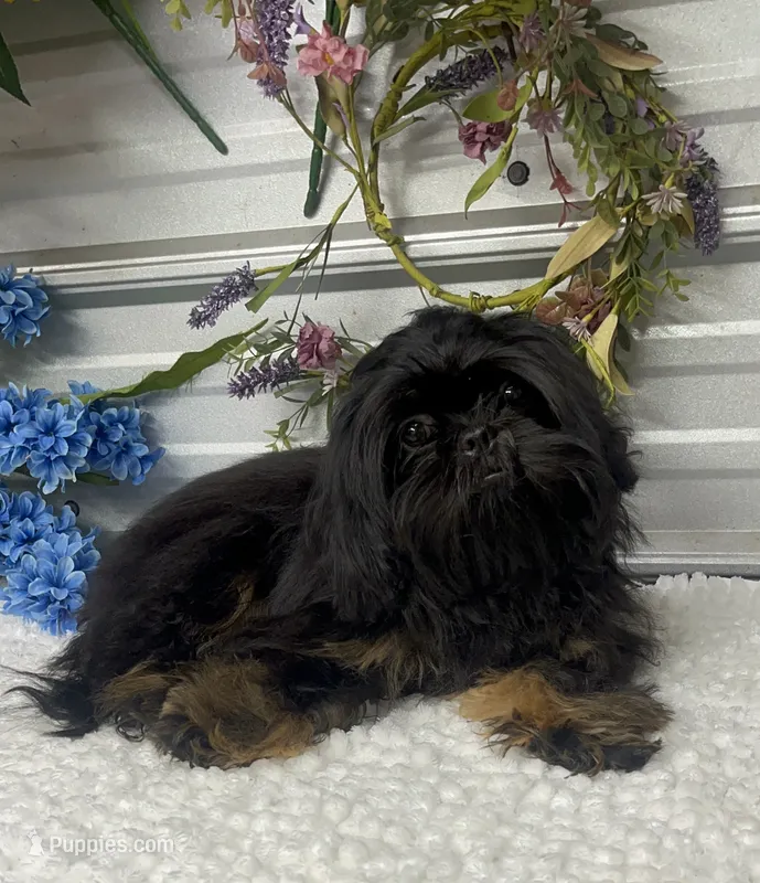 Bentley – Shih Tzu puppy for sale in Elgin, SC