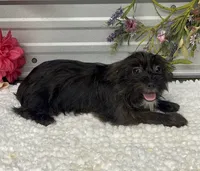 Ebony, a female Yorkshire Terrier and Poodle - Toy  for sale in Elgin, SC – 3 of 8