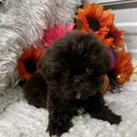 Fancy.  , a female Shih Tzu for sale in Elgin, SC – 2 of 4
