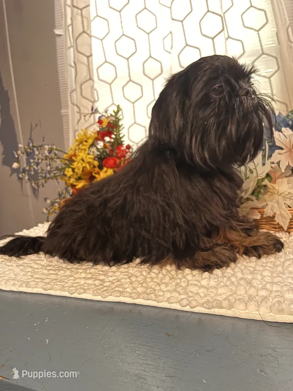 Duke – Shih Tzu puppy for sale in Elgin, SC