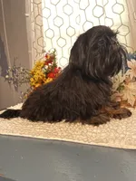 Duke, a male Shih Tzu for sale in Elgin, SC – 1 of 4