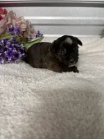 AKC Melody, a female Yorkshire Terrier for sale in Elgin, SC – Photo 4 of 8