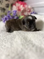 AKC Melody, a female Yorkshire Terrier for sale in Elgin, SC – Photo 3 of 8