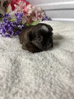 AKC Melody, a female Yorkshire Terrier for sale in Elgin, SC – Photo 6 of 8