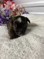 AKC Melody, a female Yorkshire Terrier for sale in Elgin, SC – Photo 5 of 8