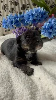 AKC Gus, a male Yorkshire Terrier for sale in Elgin, SC – Photo 2 of 5