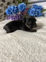 AKC Gus, a male Yorkshire Terrier for sale in Elgin, SC – Photo 5 of 5