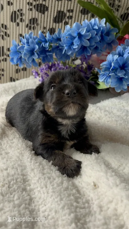 AKC Gus, a male Yorkshire Terrier for sale in Elgin, SC – Photo 1 of 5