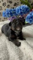 AKC Gus, a male Yorkshire Terrier for sale in Elgin, SC – Photo 1 of 5