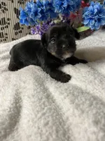 AKC Gus, a male Yorkshire Terrier for sale in Elgin, SC – Photo 4 of 5