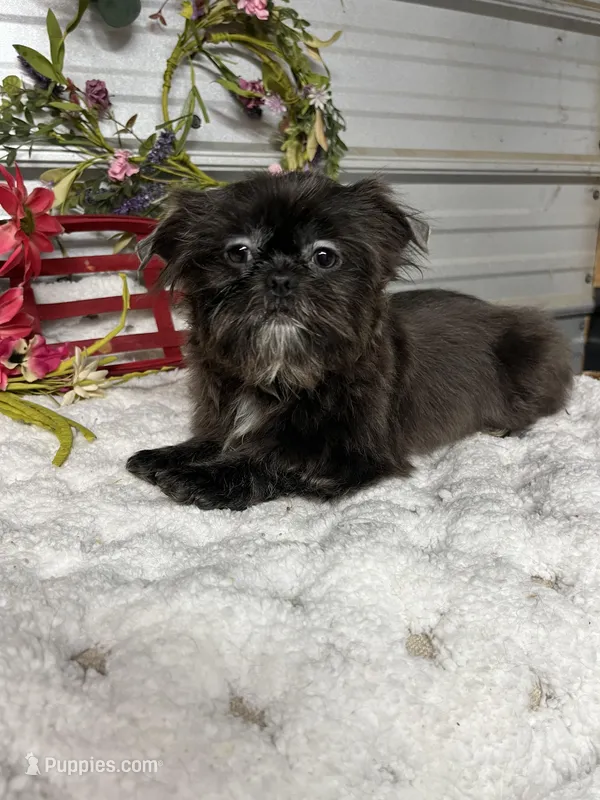Tiffany  – Shih Tzu puppy for sale in Elgin, SC
