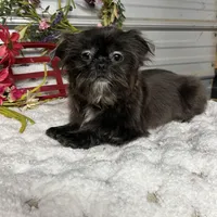 Tiffany , a female Shih Tzu for sale in Elgin, SC – Photo 2 of 3