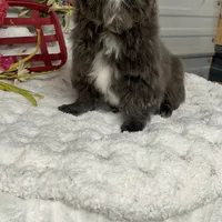 Tiffany , a female Shih Tzu for sale in Elgin, SC – Photo 1 of 3