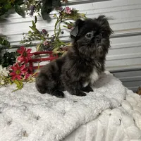 Tiffany , a female Shih Tzu for sale in Elgin, SC – Photo 3 of 3