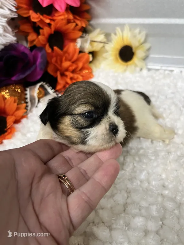 Coffee – Shih Tzu puppy for sale in Elgin, SC