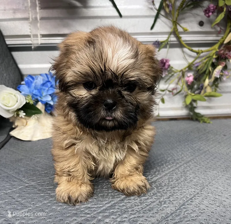 Brody – Shih Tzu puppy for sale in Elgin, SC