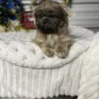 Knuckles, a male Shih Tzu for sale in Elgin, SC – Photo 2 of 3
