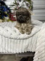 Knuckles, a male Shih Tzu for sale in Elgin, SC – Photo 2 of 3