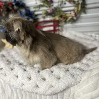 Knuckles, a male Shih Tzu for sale in Elgin, SC – Photo 3 of 3