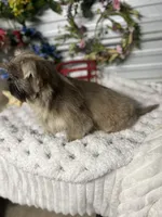 Knuckles, a male Shih Tzu for sale in Elgin, SC – Photo 3 of 3