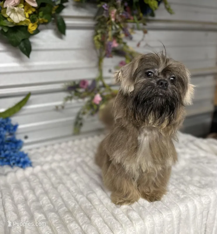 Knuckles – Shih Tzu puppy for sale in Elgin, SC