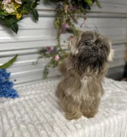 Knuckles, a male Shih Tzu for sale in Elgin, SC – 1 of 2