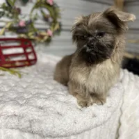 Knuckles, a male Shih Tzu for sale in Elgin, SC – Photo 1 of 3